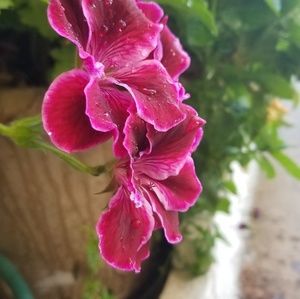 Meet your Posher, Arcelia